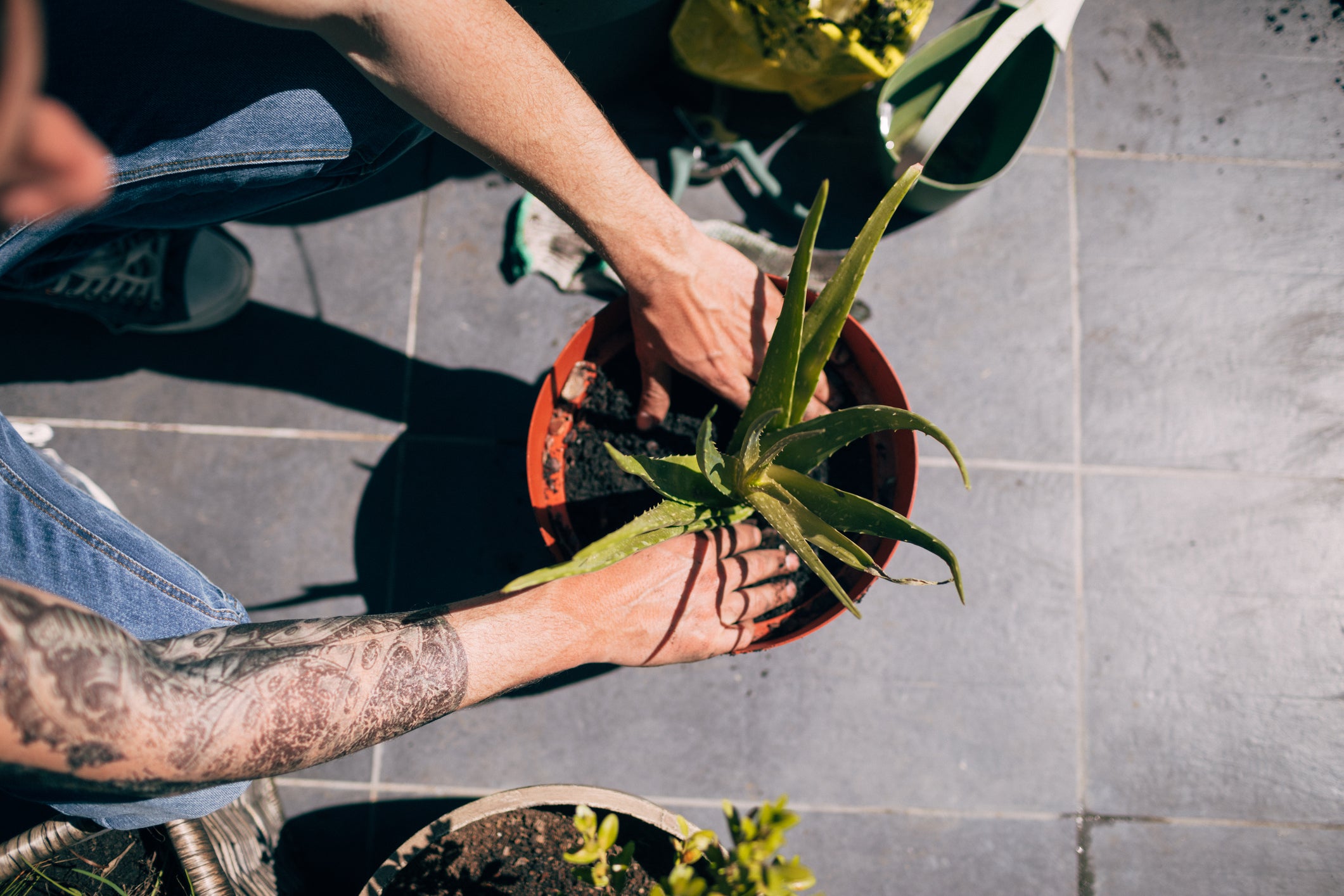 planting aloe vera in a pot