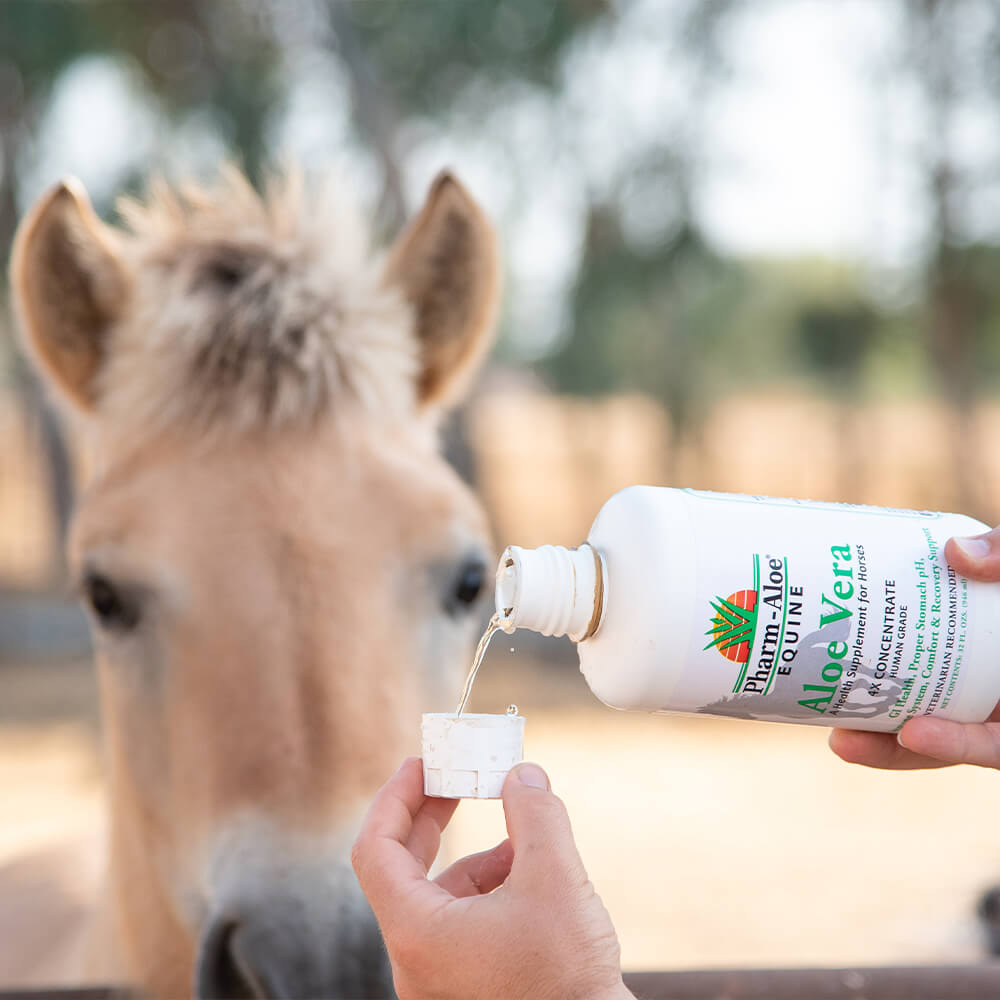 Equine Aloe Vera Juice