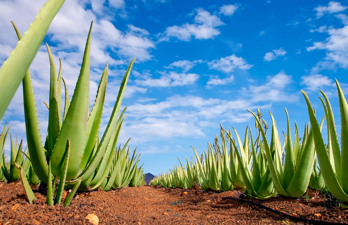 Pharm-Aloe